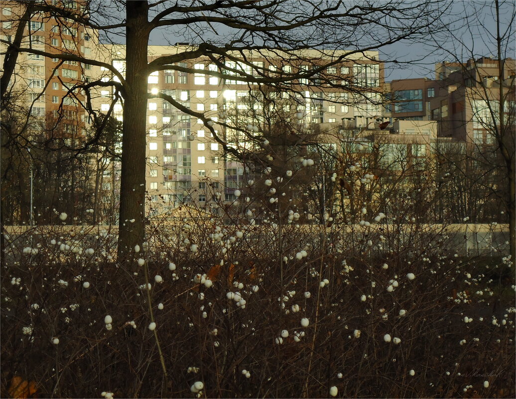 предчувствие скорого снега - sv.kaschuk 