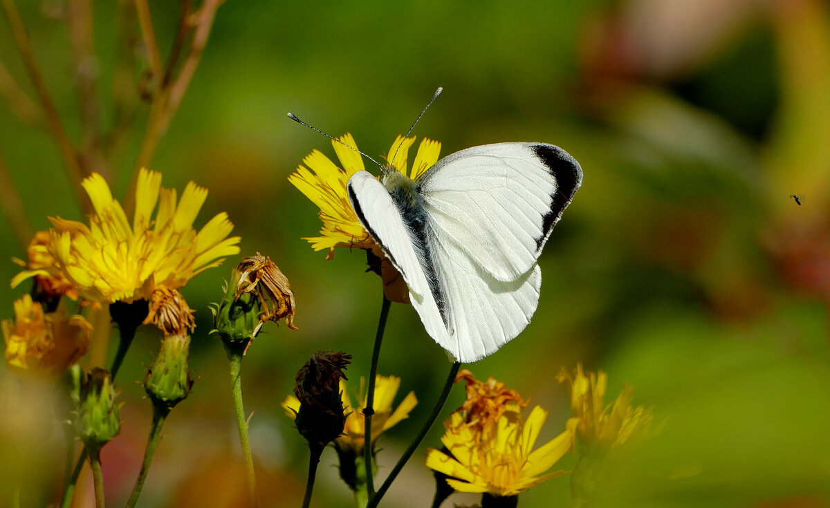 опять про бабочек...122 - Александр Прокудин