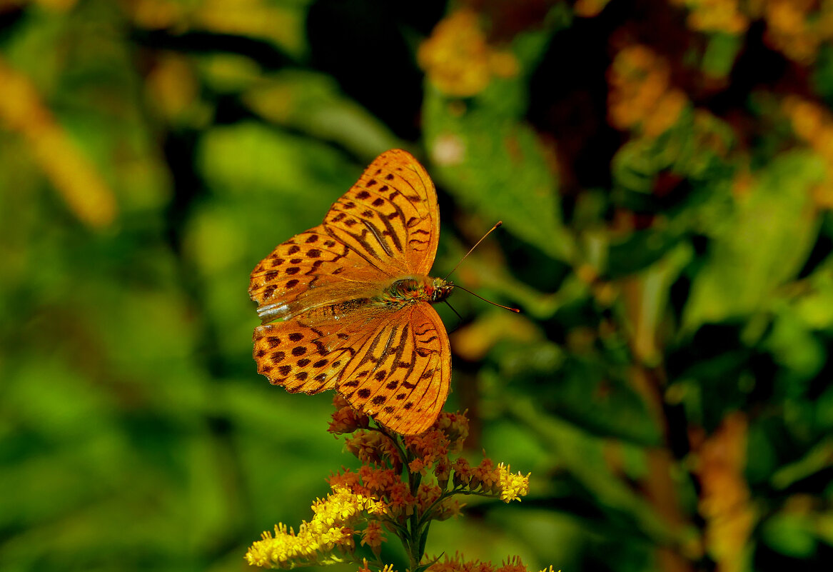 опять про бабочек...125 - Александр Прокудин