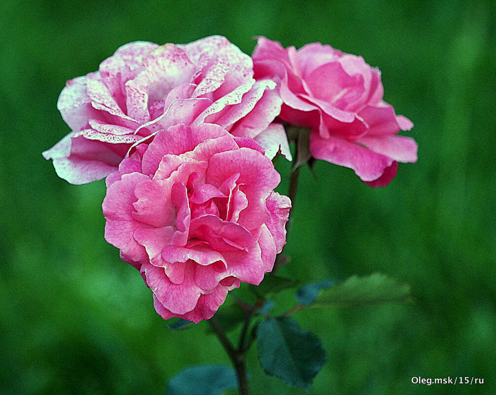 они на радость нам даны - Олег Лукьянов они на радость нам даны - Олег Лукьянов