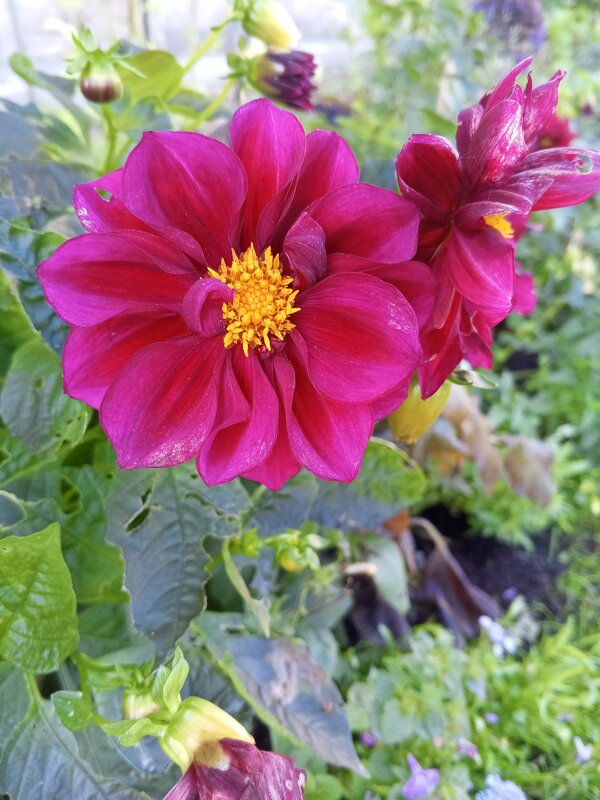 Георгин - Сапсан 