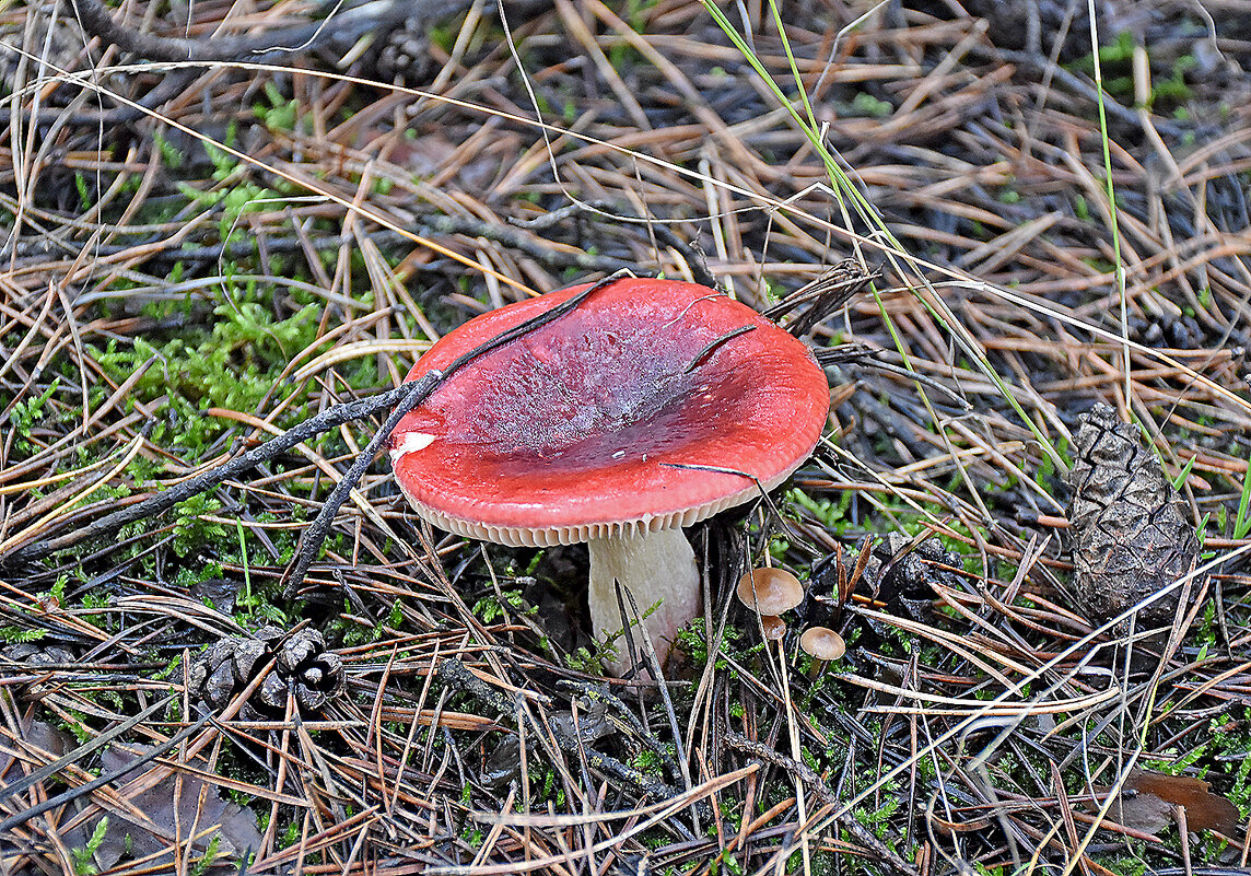 Грибная красота! - Валентина  Нефёдова 