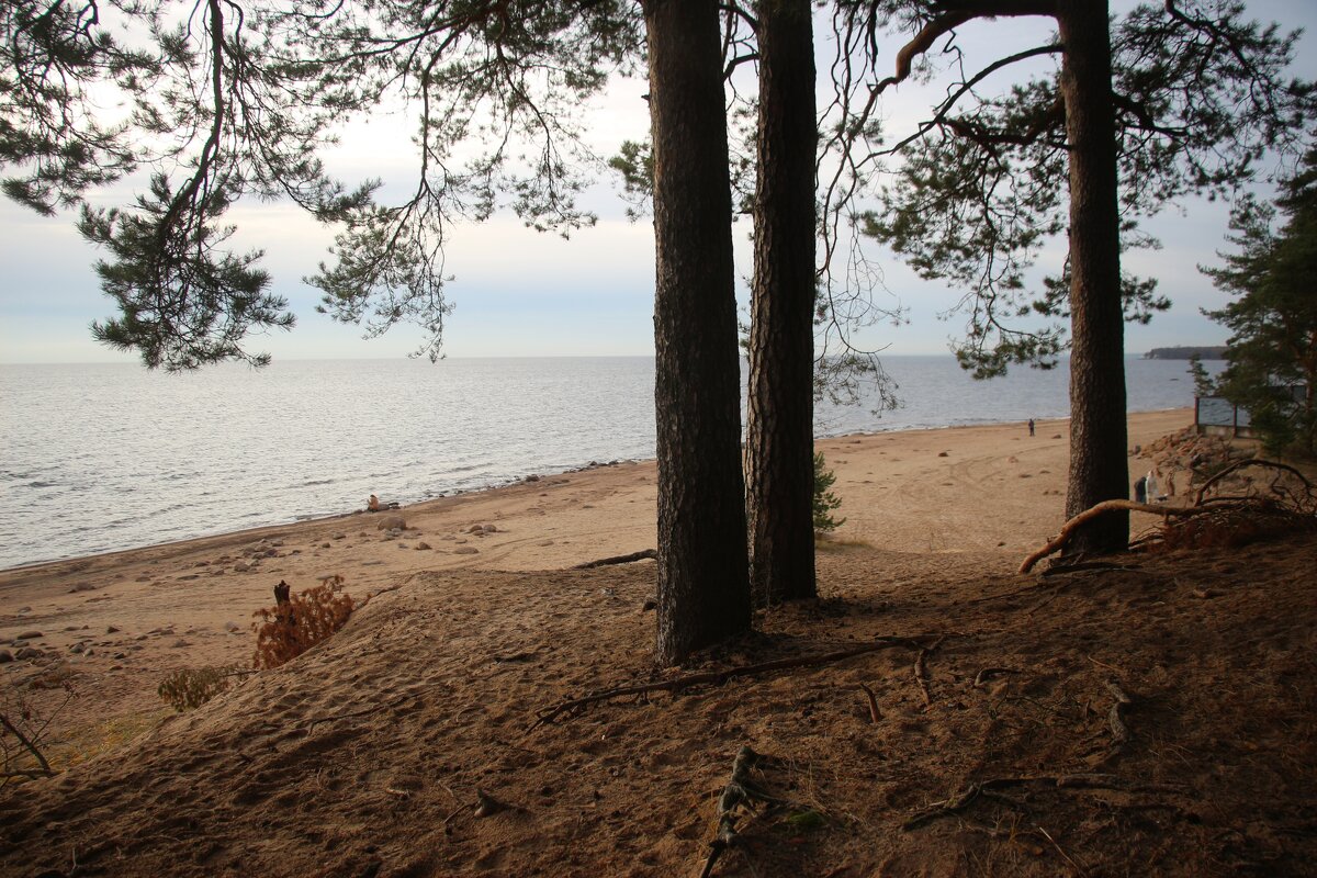 Репино - Наталья Герасимова