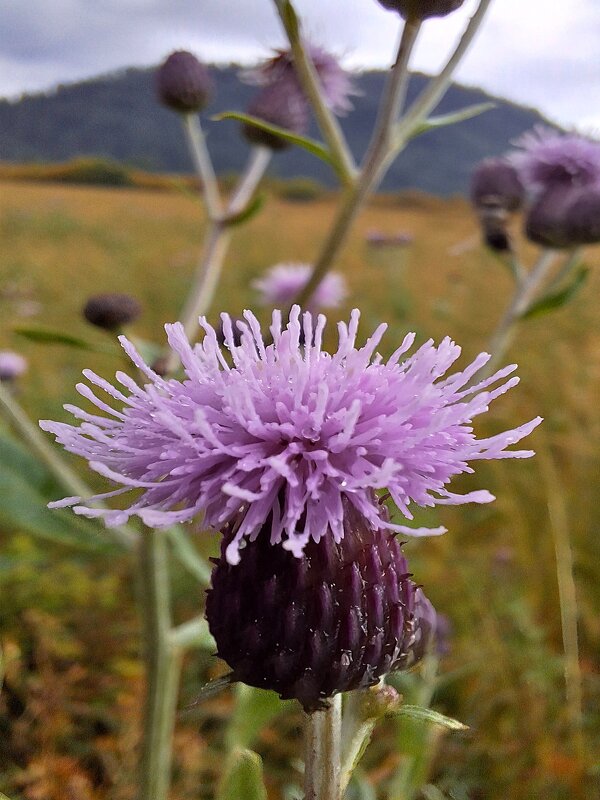 *** - Андрей Л. В.
