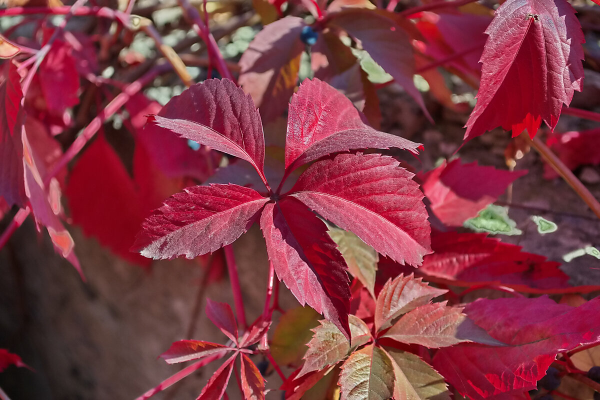 Дикий виноград - Александр Лычагин