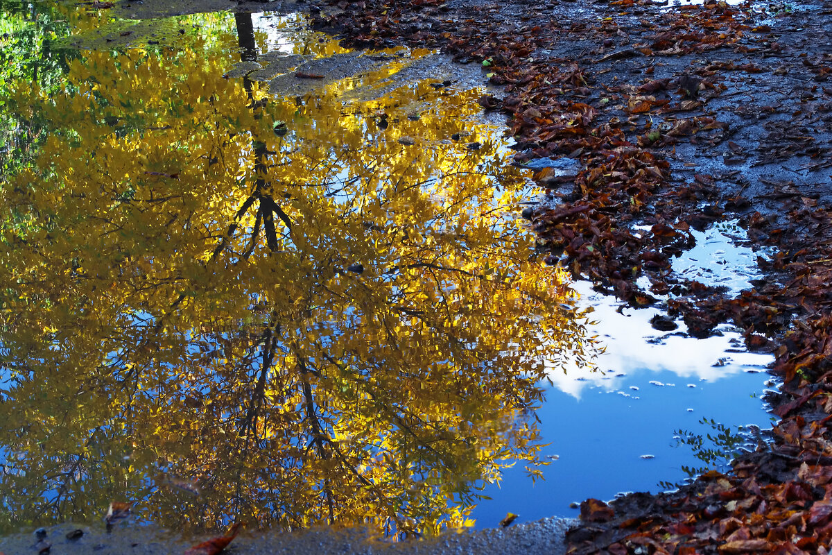 Лужа - Александр Лычагин