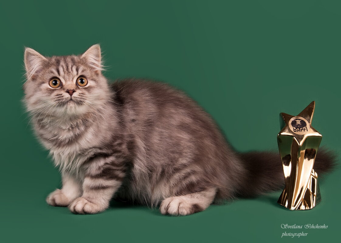 ... - Светлана Ищенко