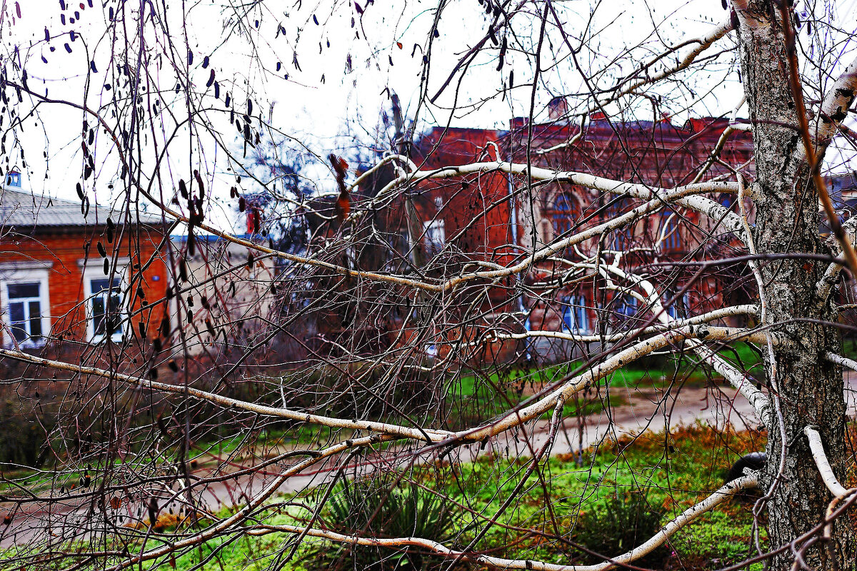 Берёзка - Юрий Гайворонскiий