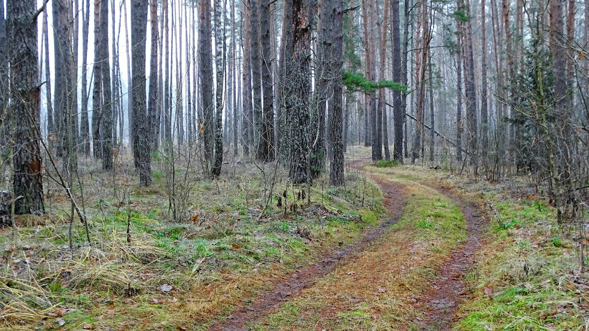 Первый день зимы. - Милешкин Владимир Алексеевич Первый день зимы. - Милешкин Владимир Алексеевич