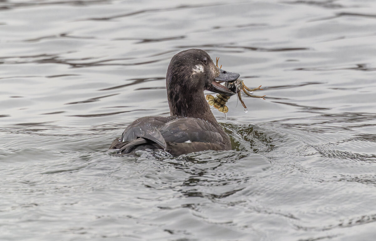 Windows - юрий макаров