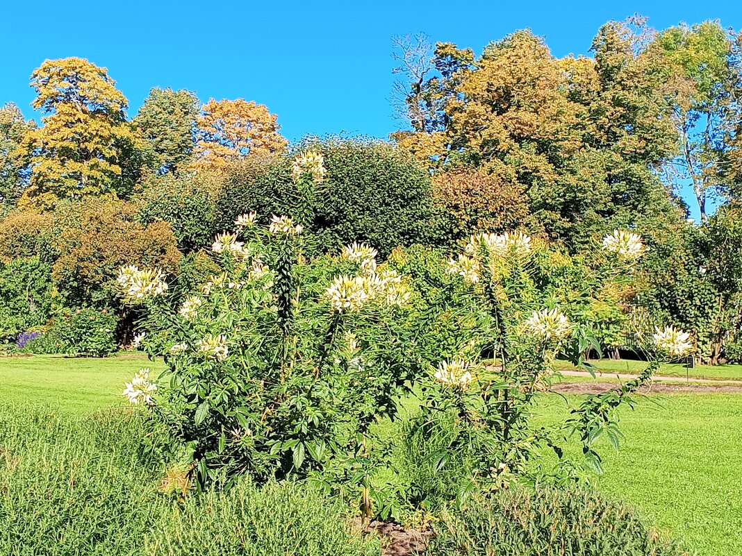 Осенние цветы - Сапсан 