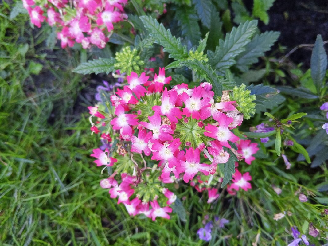 Вербена - Сапсан 