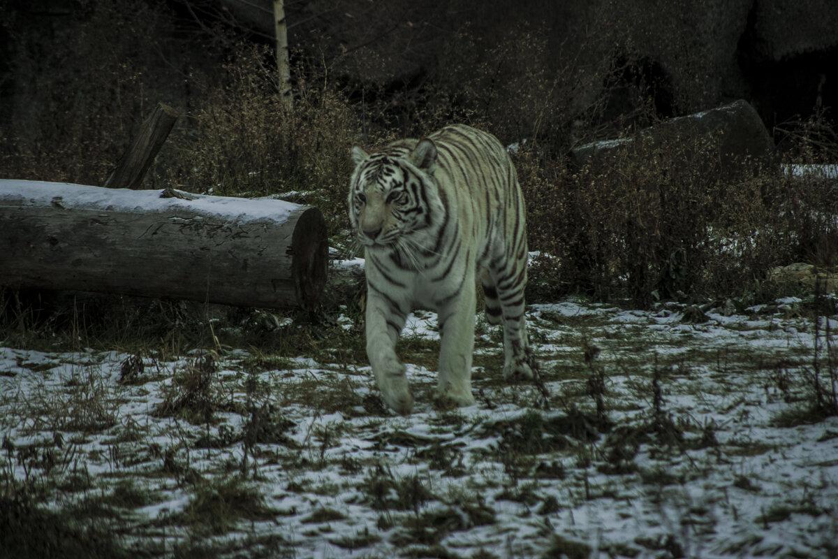 ОСЕНЬ - Бенгальский тигр - Владимир Максимов