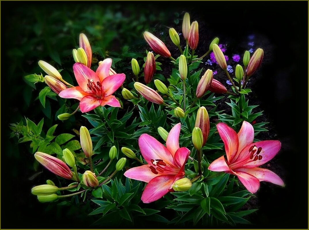 Красотки лилии ... - Валентина Надсон