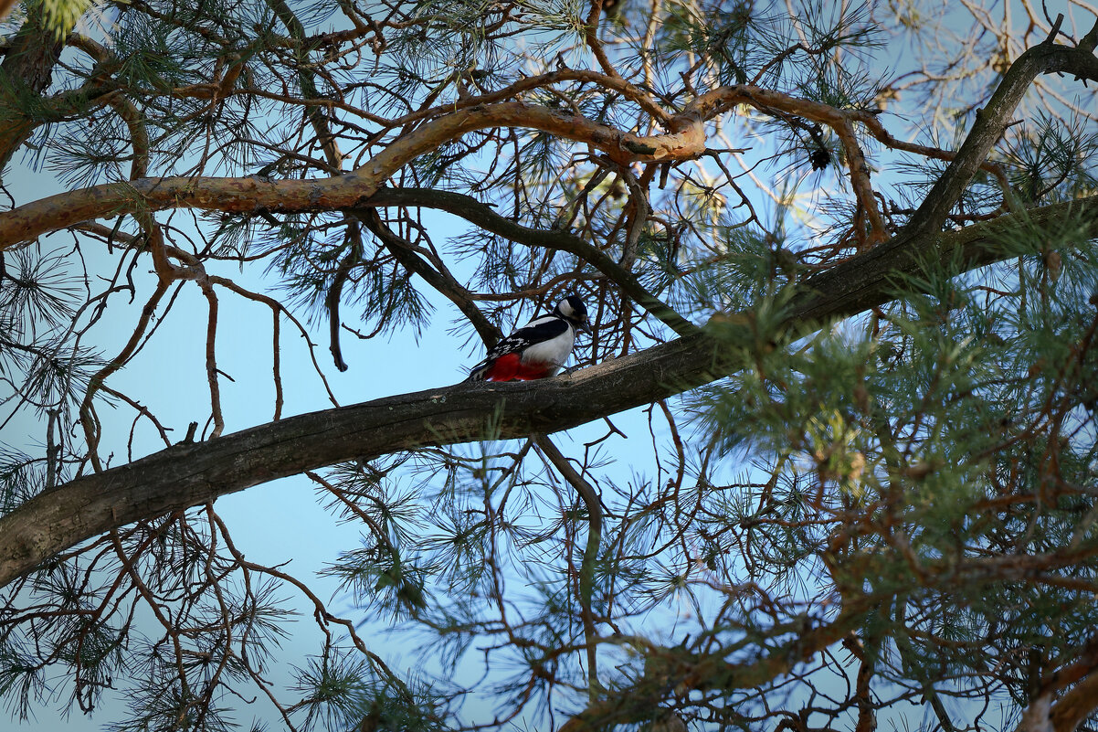 Доктор леса - Вячеслав Алтай
