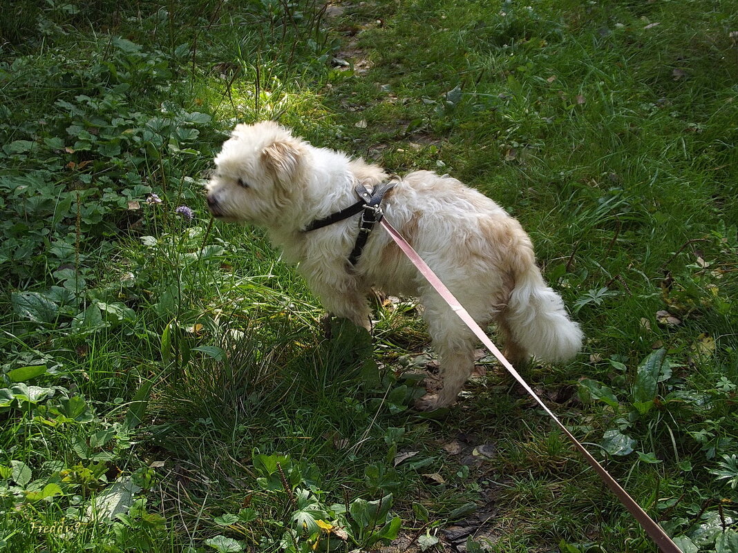 На прогулке... - Freddy 97