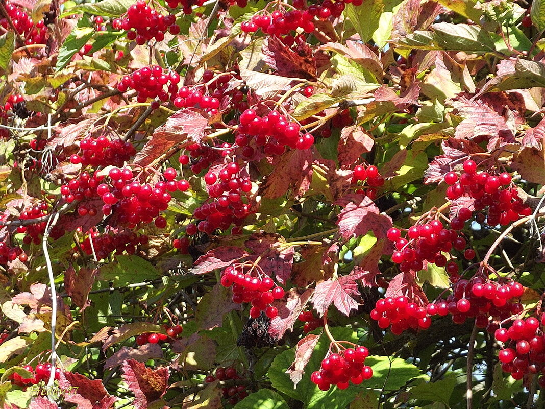 Калина вызрела - Freddy 97