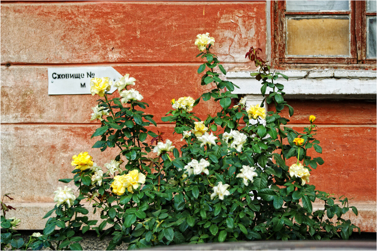 Уголок нашего двора - Сергей Порфирьев
