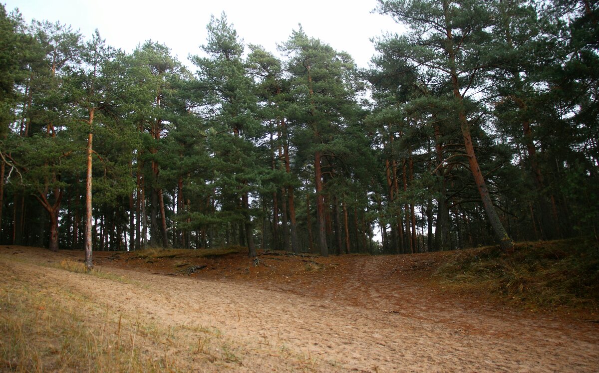 Репино - Наталья Герасимова Репино - Наталья Герасимова