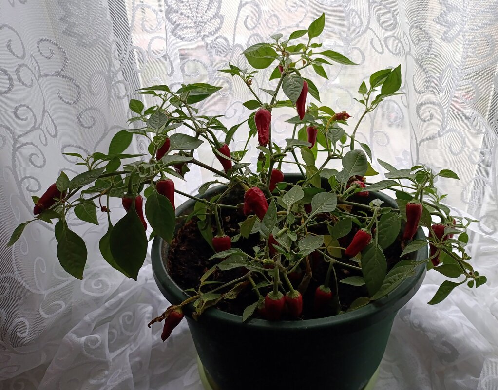 Перчик острый "Дракоша". - Ирина ***