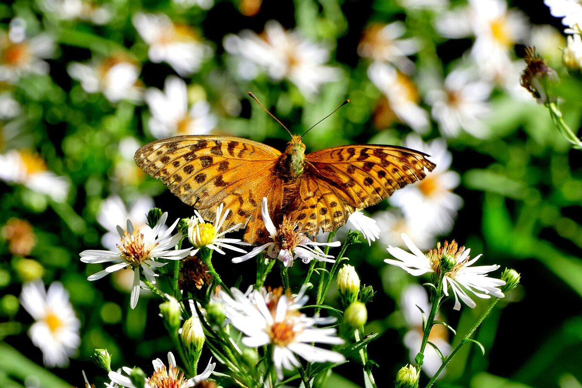 опять про бабочек...127 - Александр Прокудин