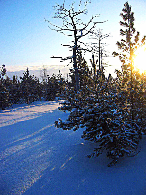 Морозное  утро января в тайге! - Владимир 