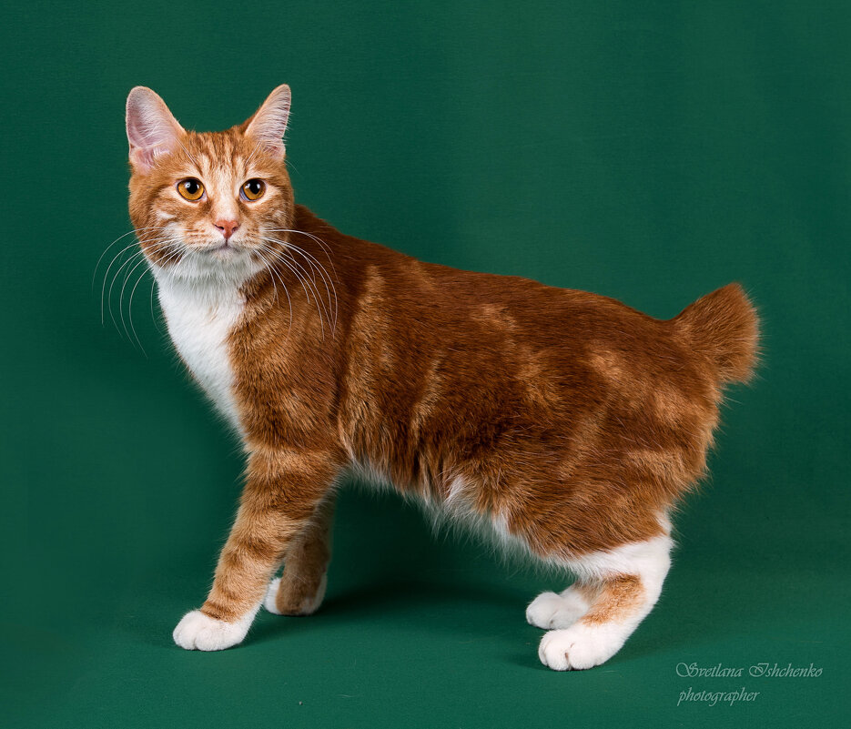 Курильский бобтейл. - Светлана Ищенко