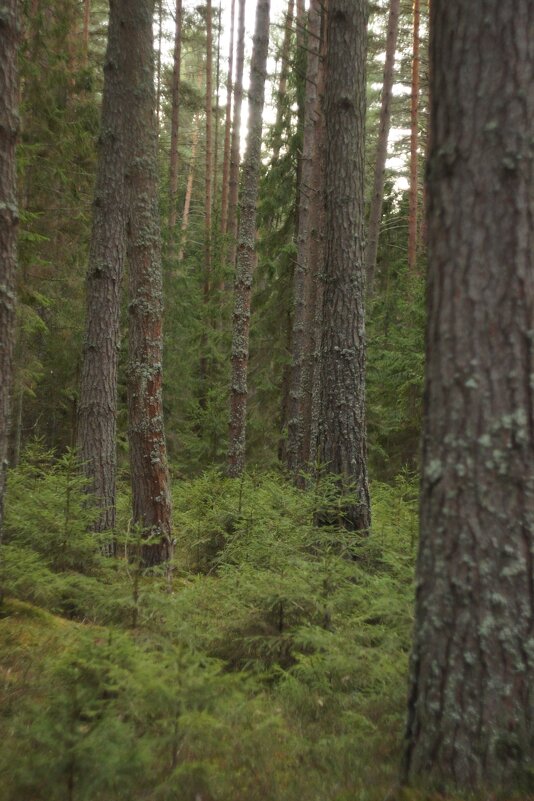 без названия - fogmeadowww m