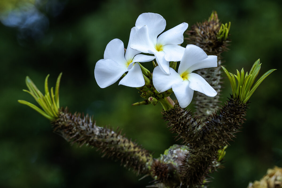 Пахиподиум Ламера. (Сукулент) - Alexander Amromin