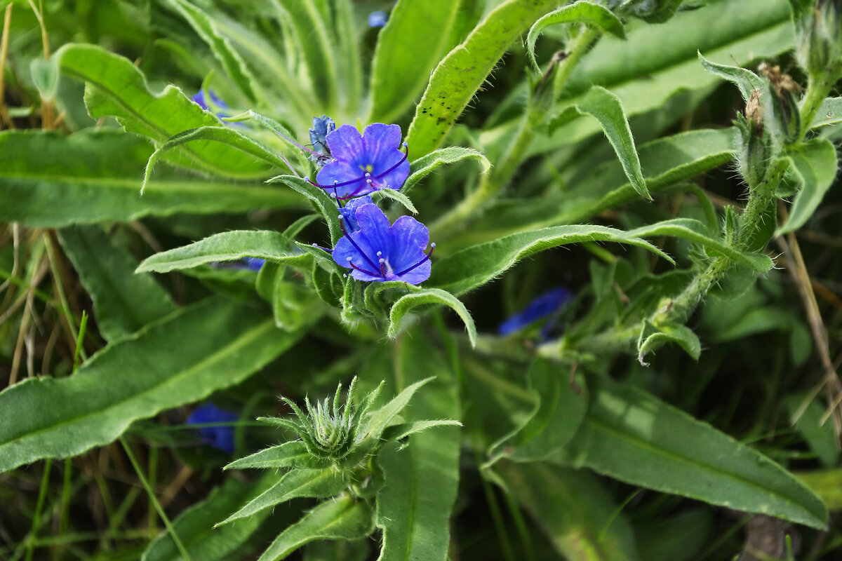 Синяк подорожниковый - Александр Лычагин