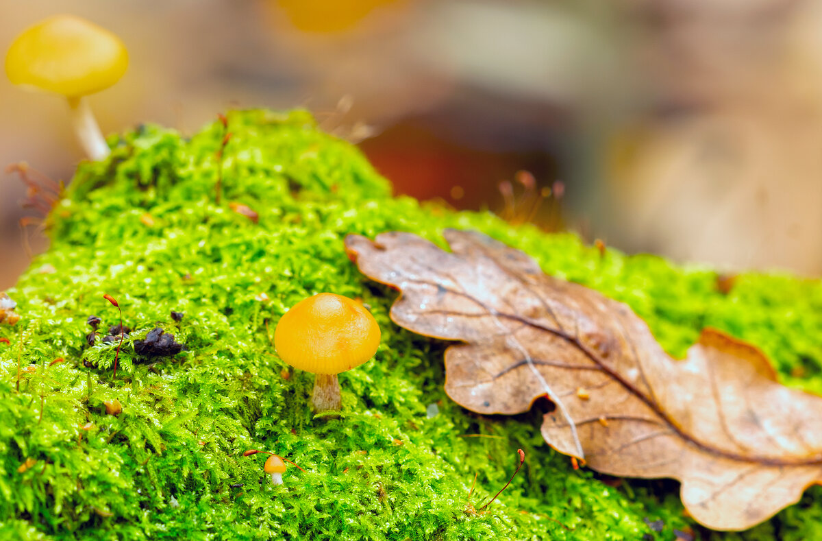 * - Виталий Емельянов