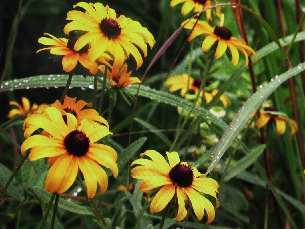Ещё цветёт рудбекия - Людмила Смородинская