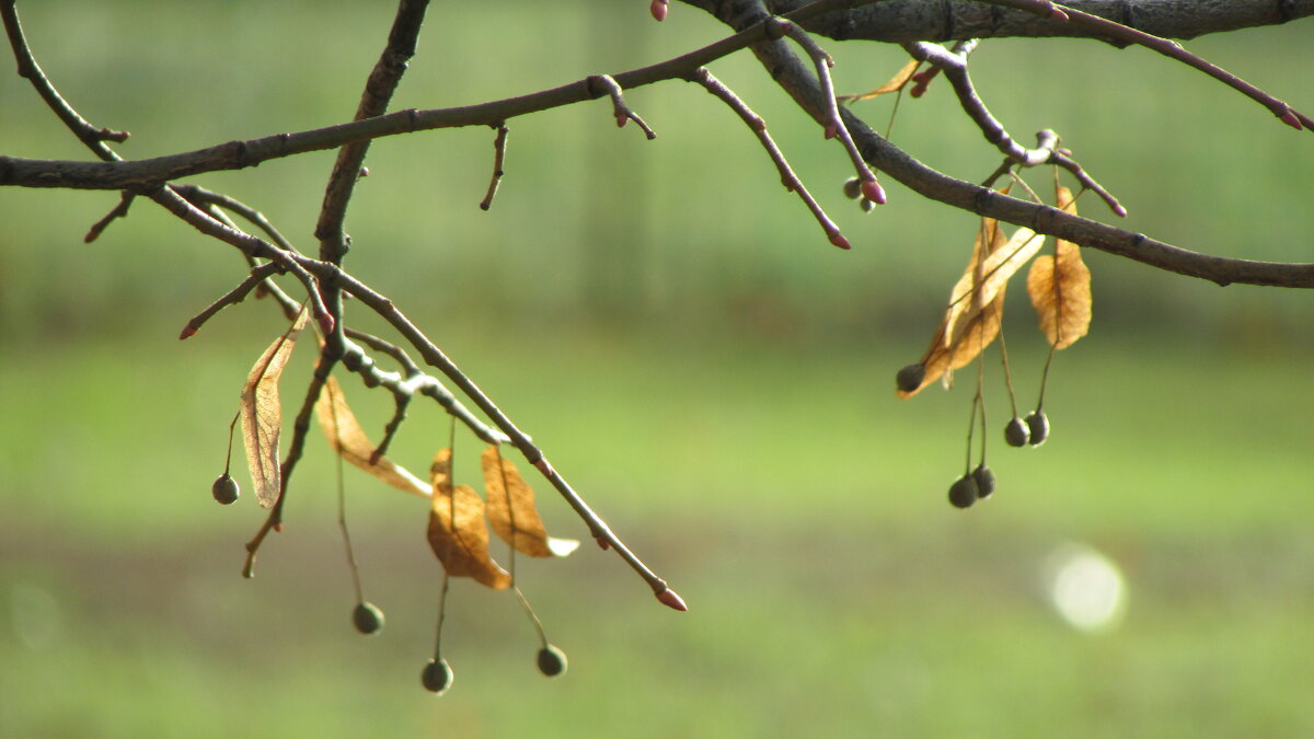 Эскиз - Н.Н. Баранова