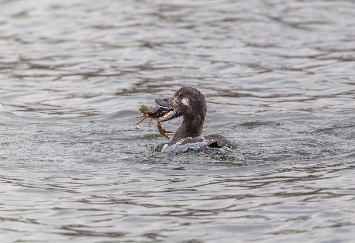 турпан. - юрий макаров