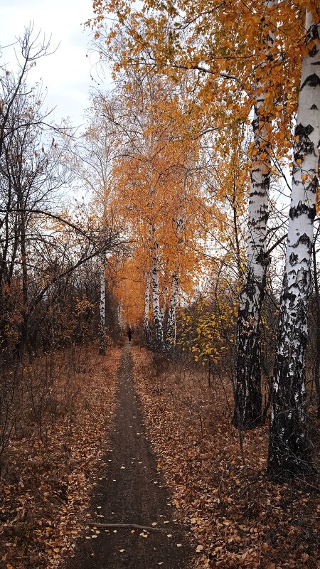 пасмурный октябрьский денёк - Елена Шаламова