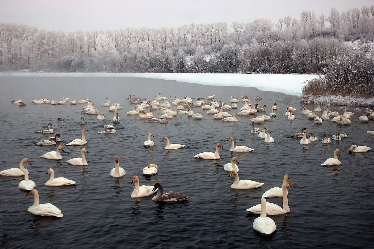 Лебединый заказник на озере Светлое. Алтайский край,Урожайное,Советский район - елена беликова