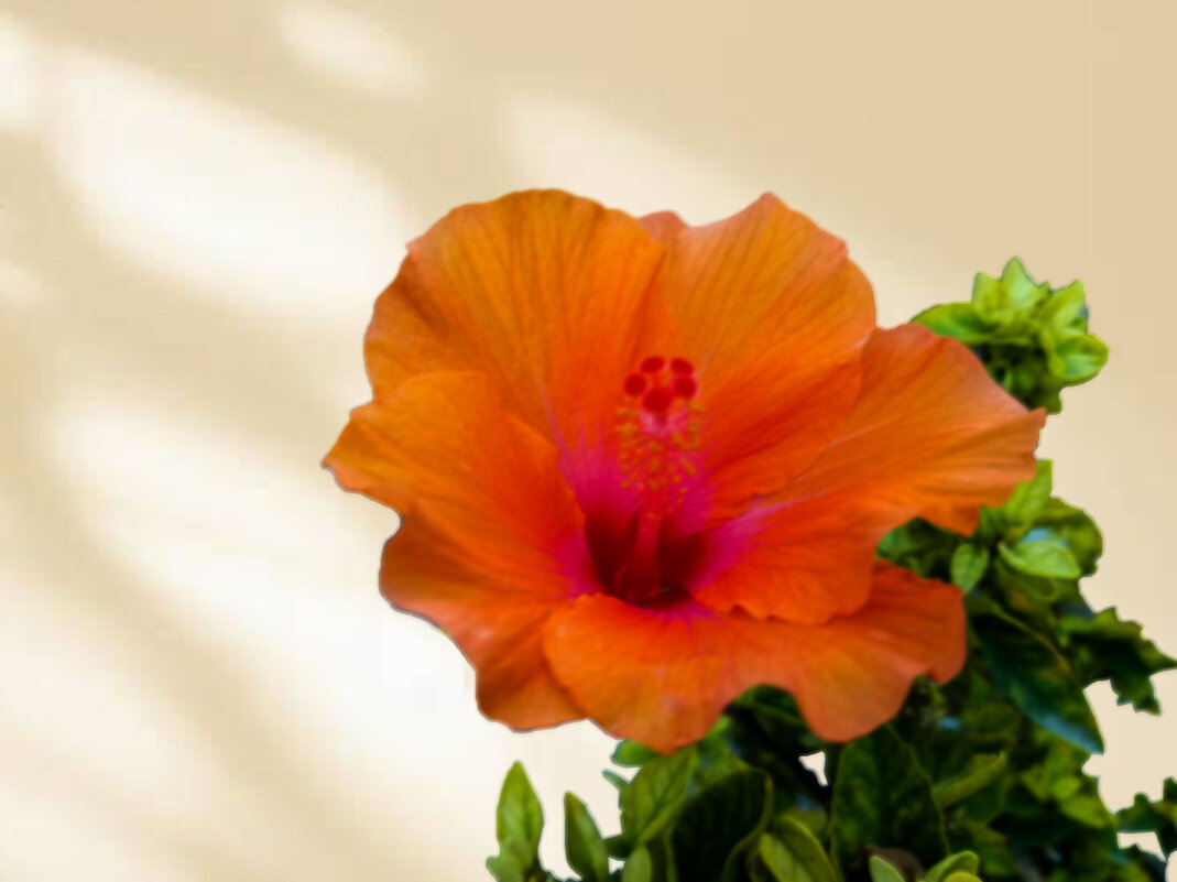 Гибискус. - Argaman Табашник