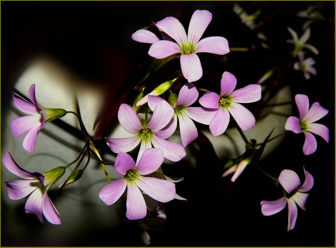 Нежные цветочки ... - Валентина Надсон