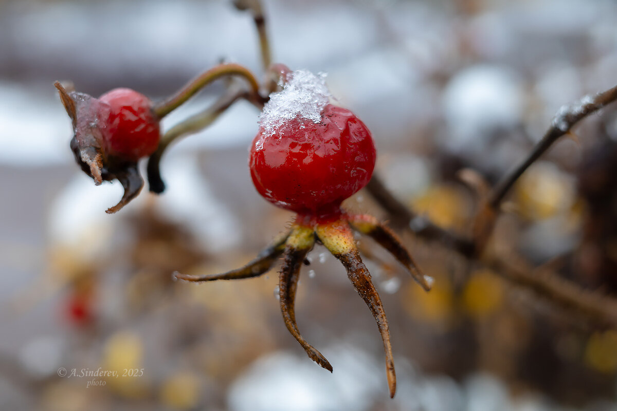 Шиповник в ноябре - Александр Синдерёв