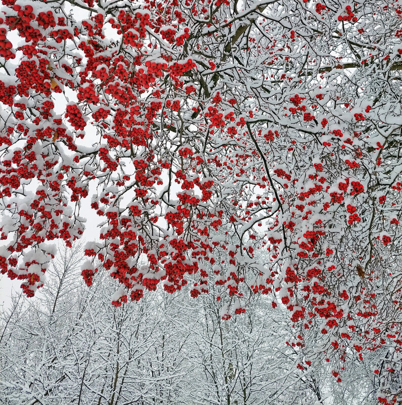 Боярышник в снежный ноябрьский день - Ирина Румянцева