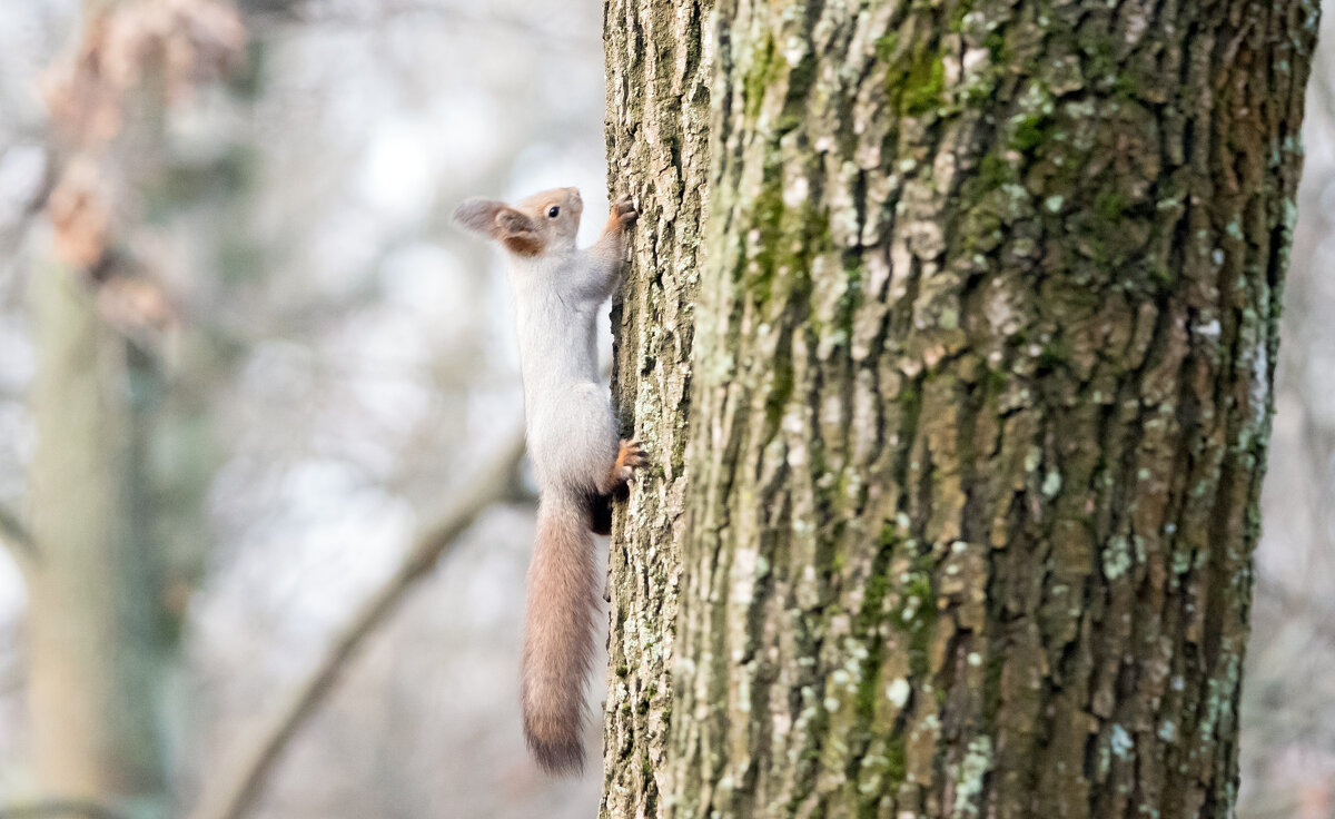 Блондинка. - Владимир Безбородов