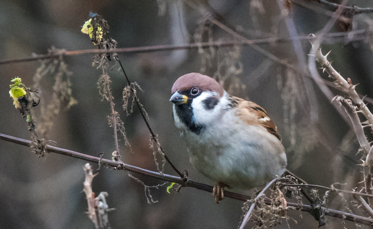 * - Владимир Безбородов