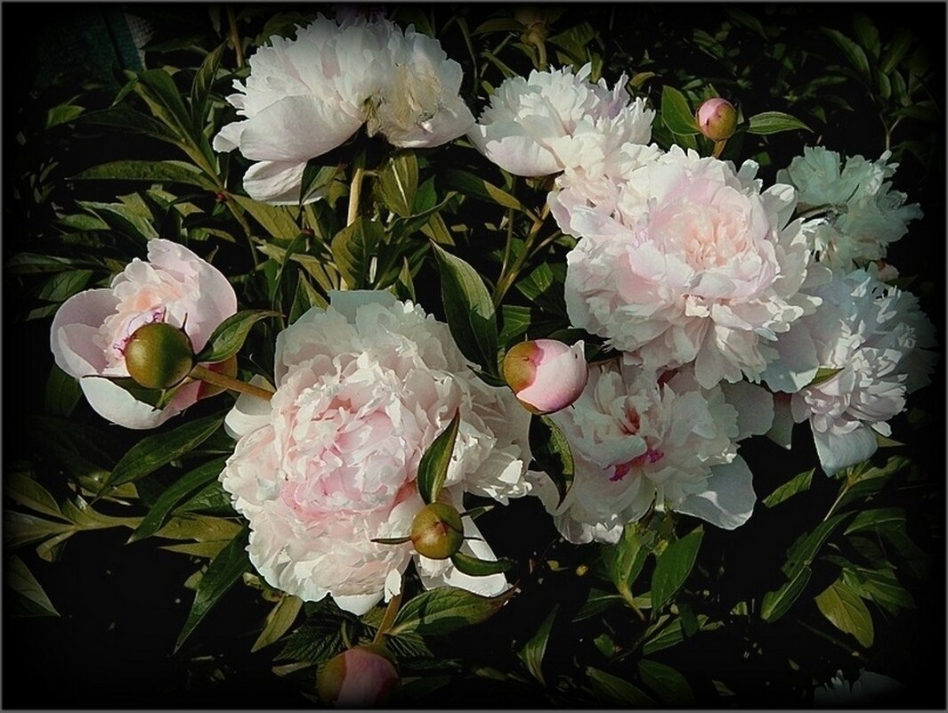 Нежные пионы - Натала ***