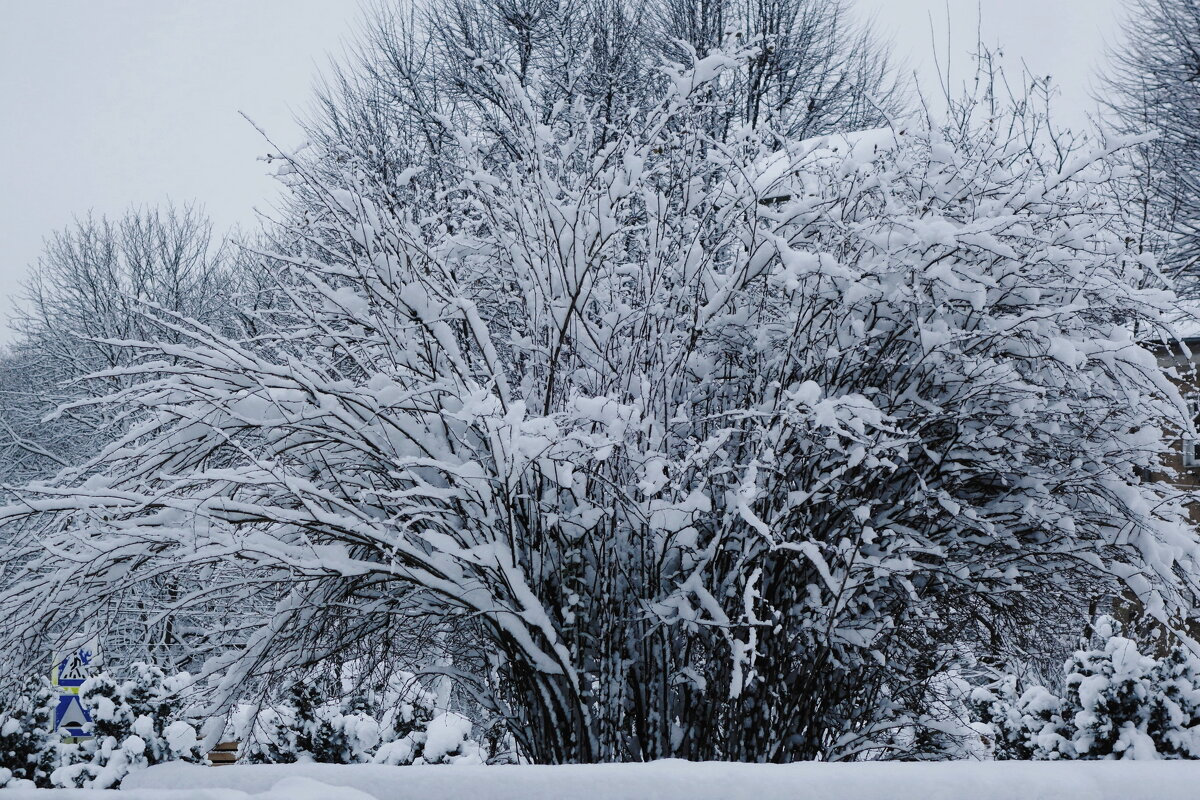 Снежный ноябрь - Рита Симонова