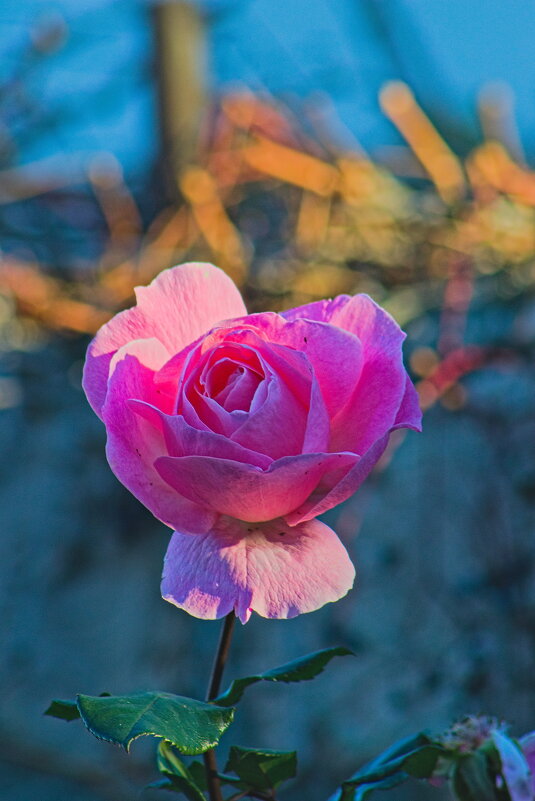 розовая роза - Giant Tao /