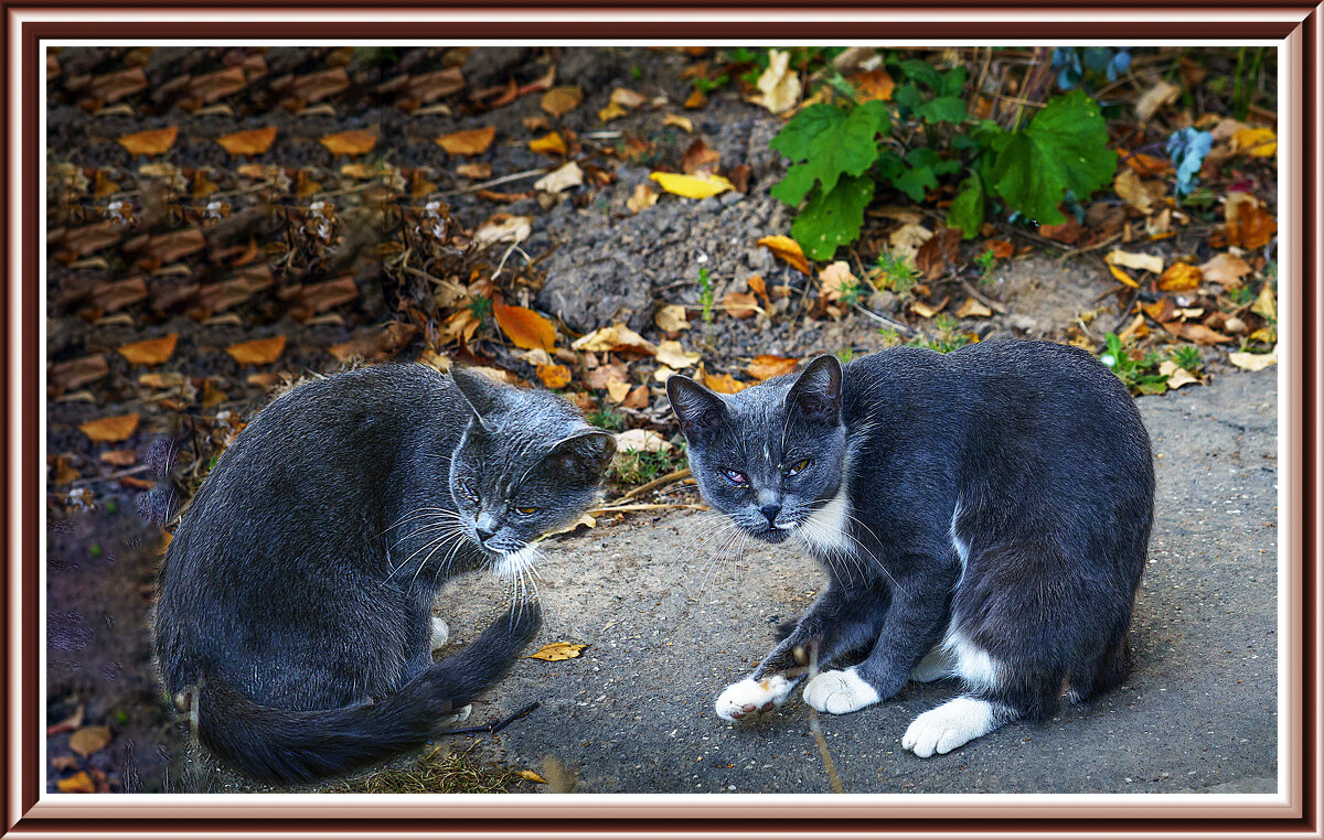 КОТИКИ - Владимир Кроливец