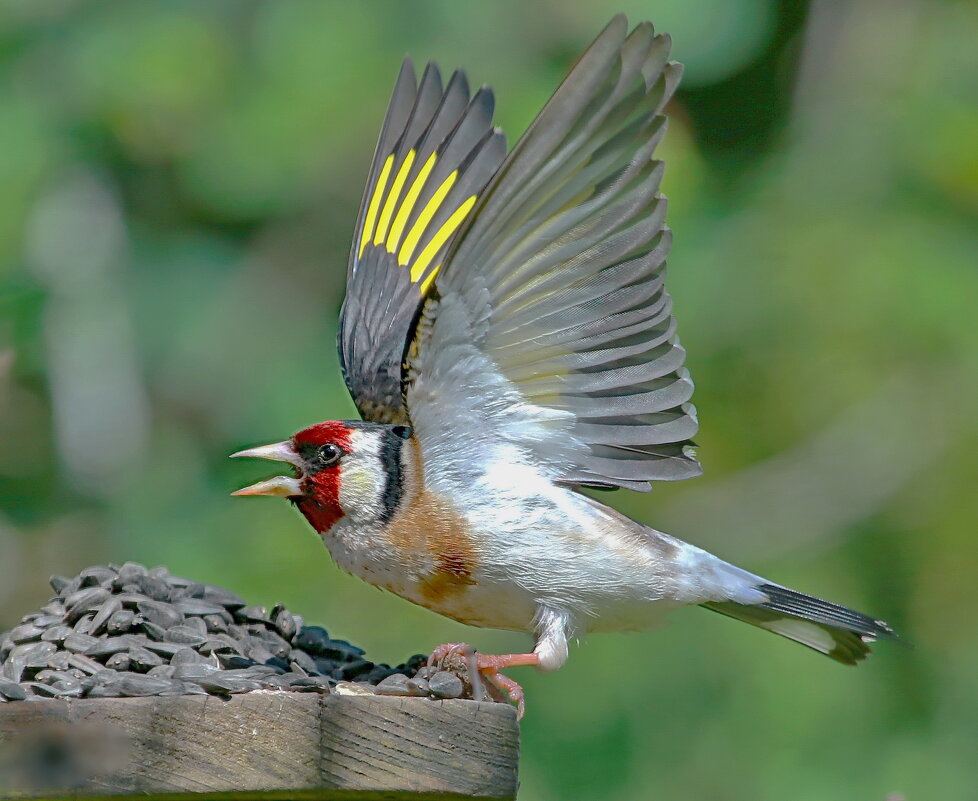 богатство ... - Andrey Bragin 