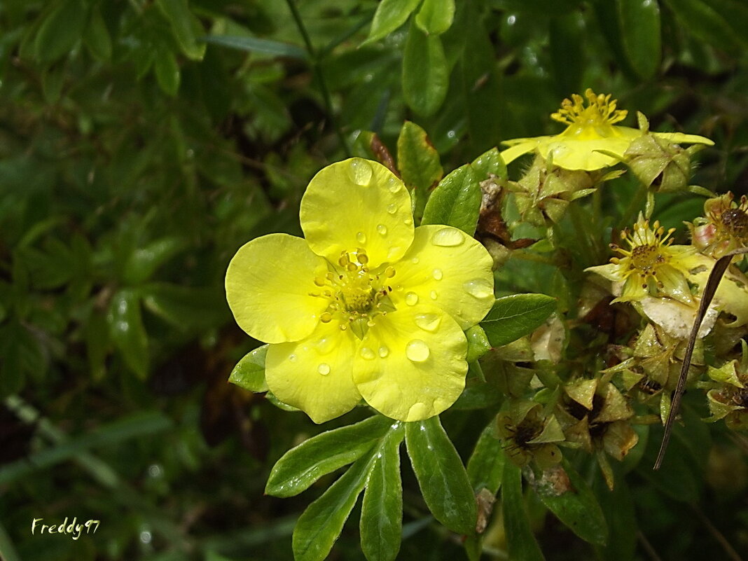 После дождя... - Freddy 97