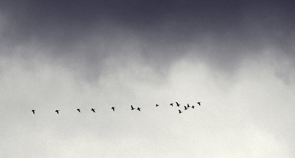 Улетают - СЮ 