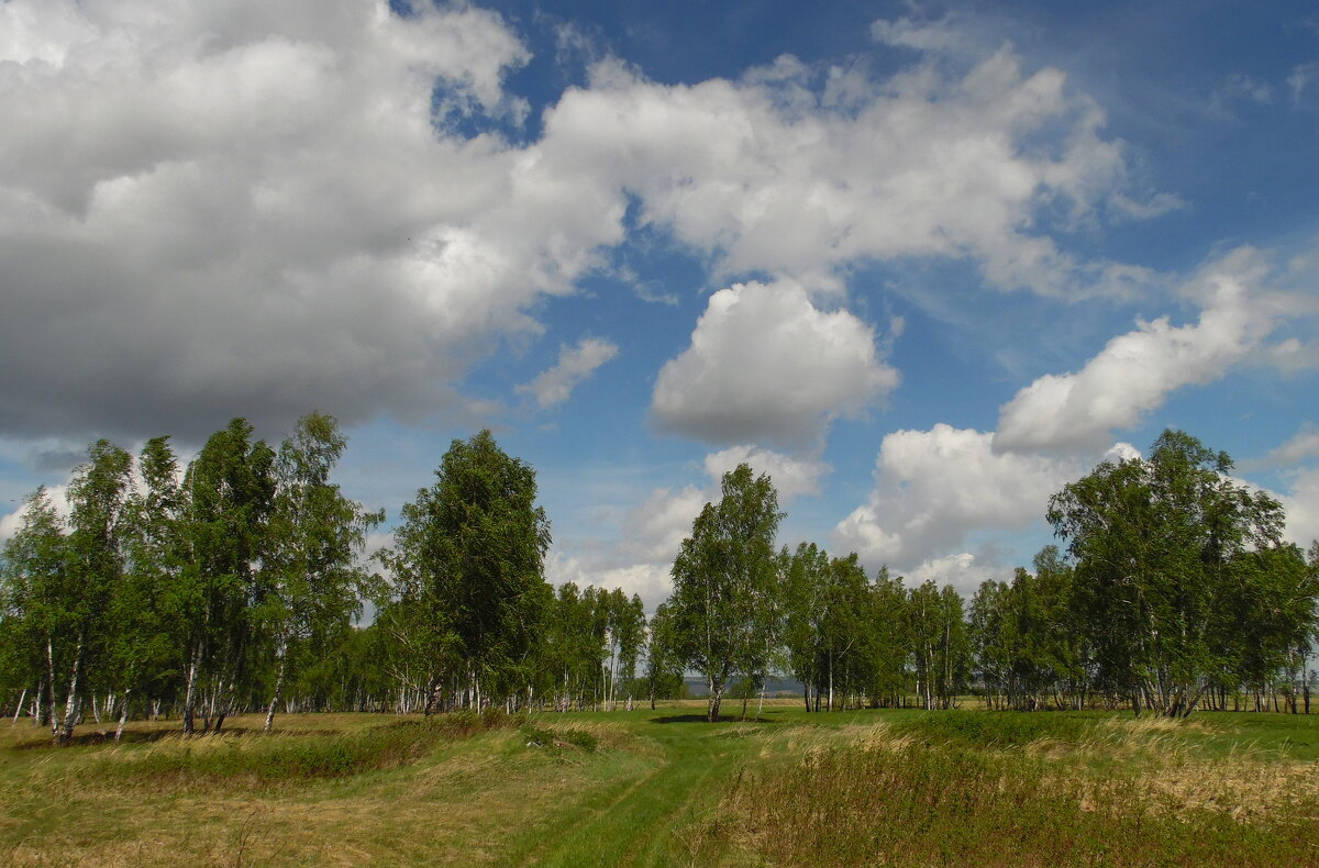 Родные просторы. - nadyasilyuk Вознюк